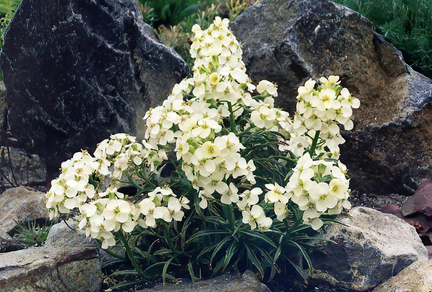 Erysimum sp photo